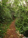 Bosque Guajataca  - ISABELA